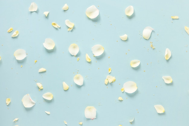 Free Photo high angle view of delicate white petals on blue background