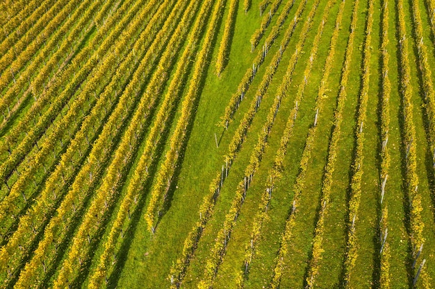 High angle view of a field covered in grass and colorful flowers under sunlight