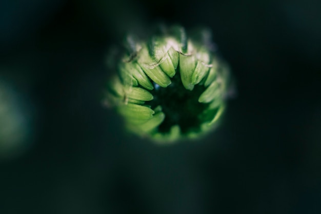 High angle view of a flower bud