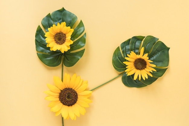 High angle view of fresh sunflowers on monstera leaves over yellow surface