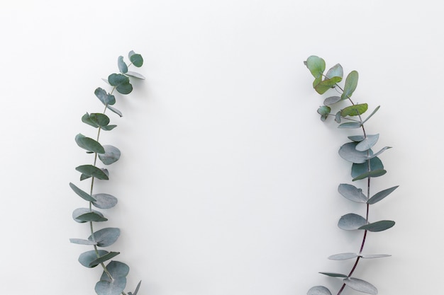 High angle view of green leafs arranged on white backdrop