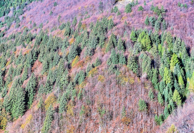 High angle view of green trees and purple plants growing in the hills