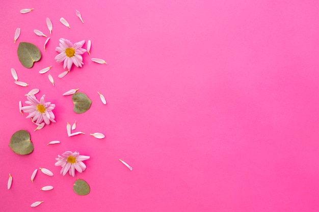 High angle view of marguerite daisy flowers; petals and green leafs over pink backdrop