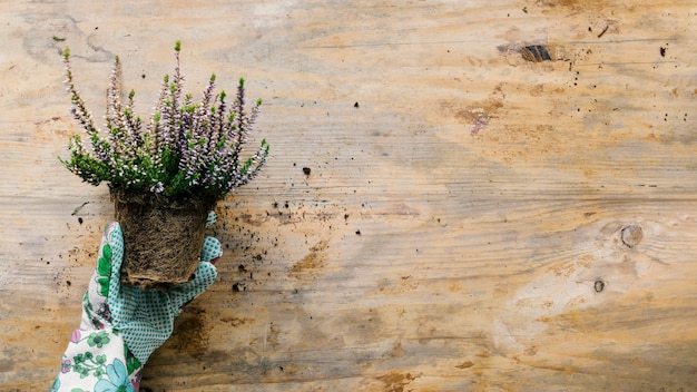 Free Photo high angle view of person's hand wearing gloves holding flower pot over wooden backdrop