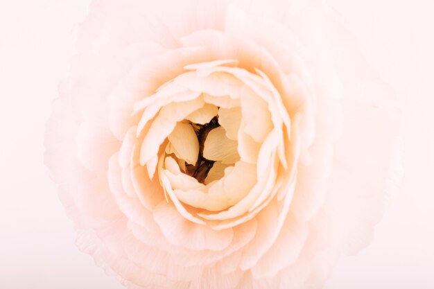 High angle view of pink rose