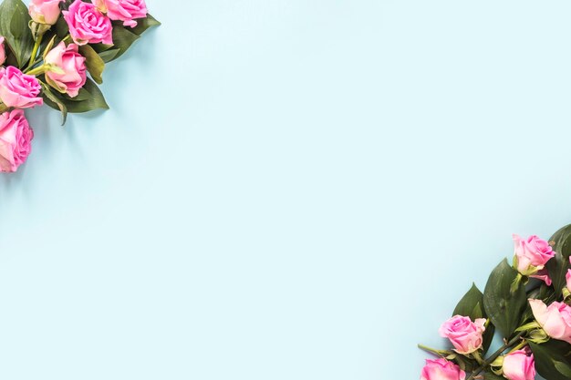 High angle view of pink roses at the edge of blue background