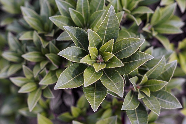 Free photo high angle view of a plant under the sunlight with a blurry background