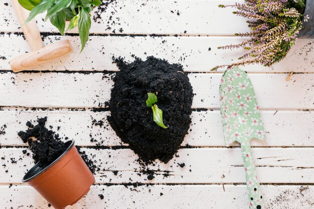 High angle view of potted plant; gardening tools with dirt on wooden bench