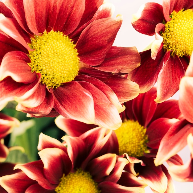 Free photo high angle view of red and yellow chrysanthemum flowers