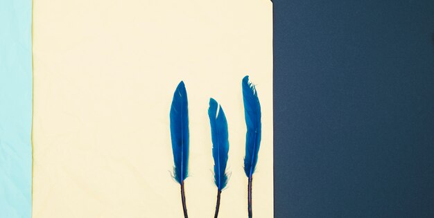 High angle view of soft blue feather over backdrop