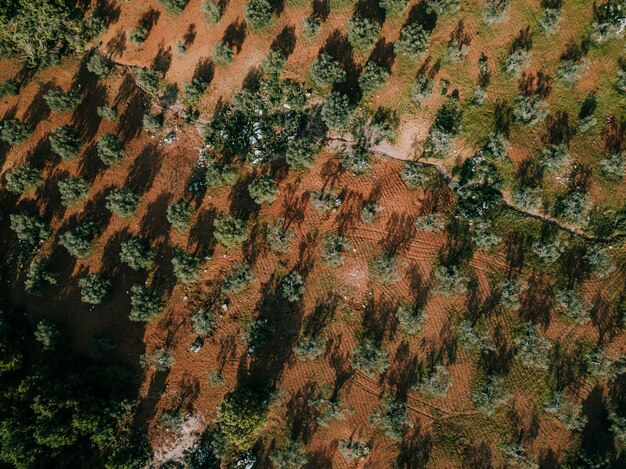 High angle view of trees growing on land