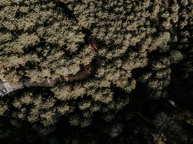 Free photo high angle view of tropical trees growing in forest