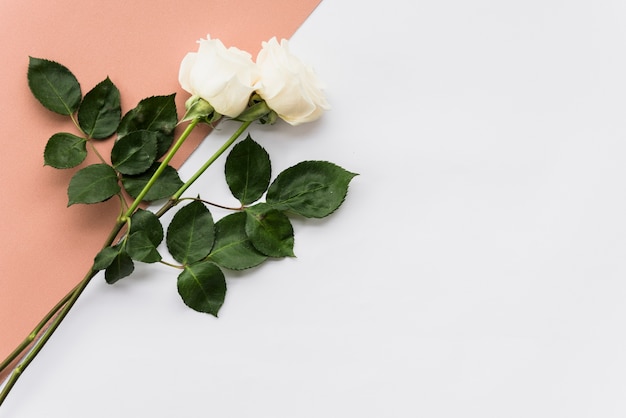 High angle view of two beautiful roses on dual background