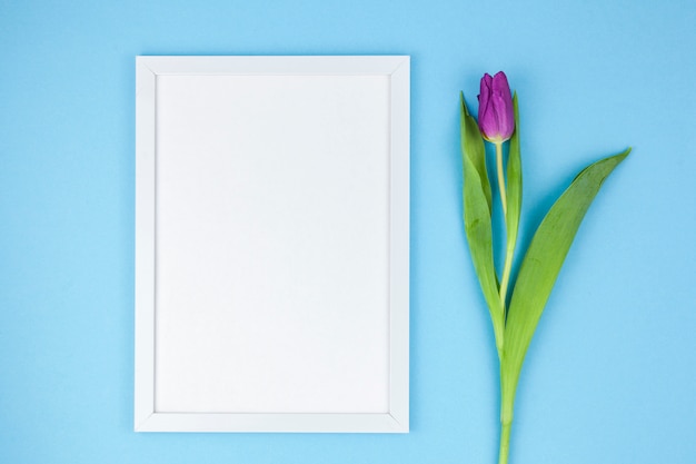 High angle view of white photo frame and tulip on turquoise background