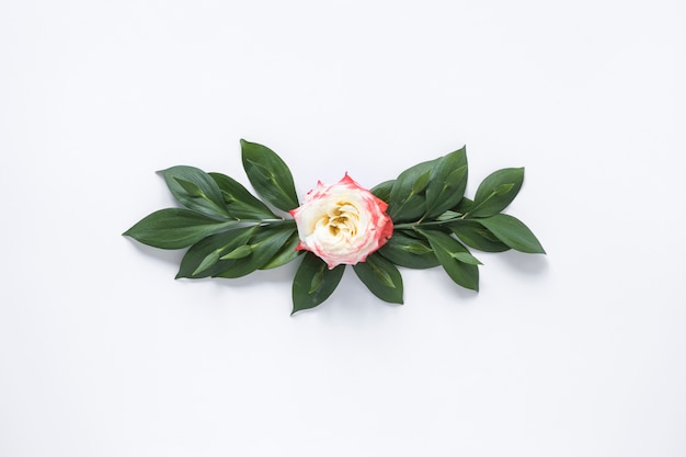 High angle view of a white rose on white surface