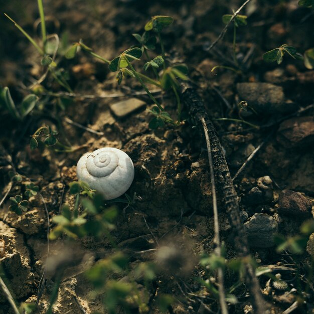 Free Photo high angle view of white snail on rock