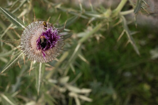 Free photo high angle wild flower