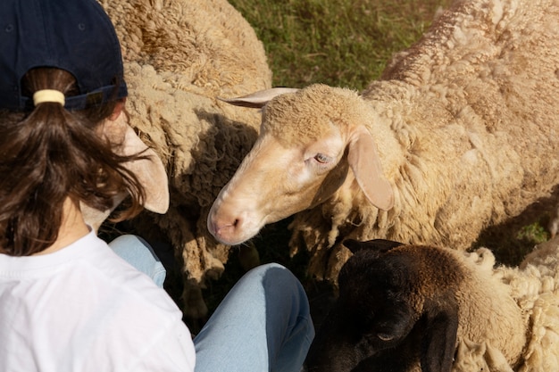 Free photo high angle woman feeding sheep