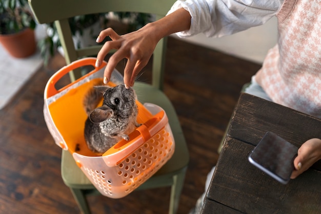 Free photo high angle woman with cute chinchilla