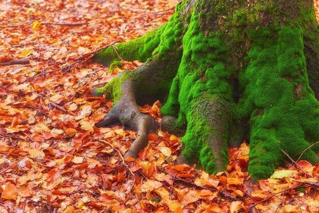 High in the mountains of the Carpathians and the Hutsul located tract with ancient forest where the ancient giants meet in the wild forest autumn