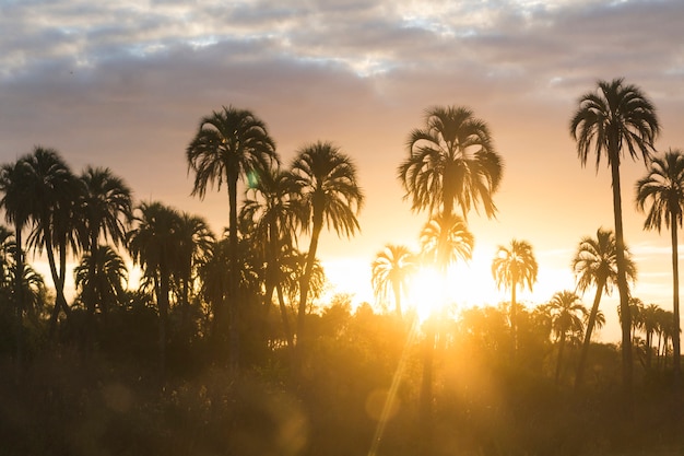 Free photo high palms and wonderful sky with clouds at sunset