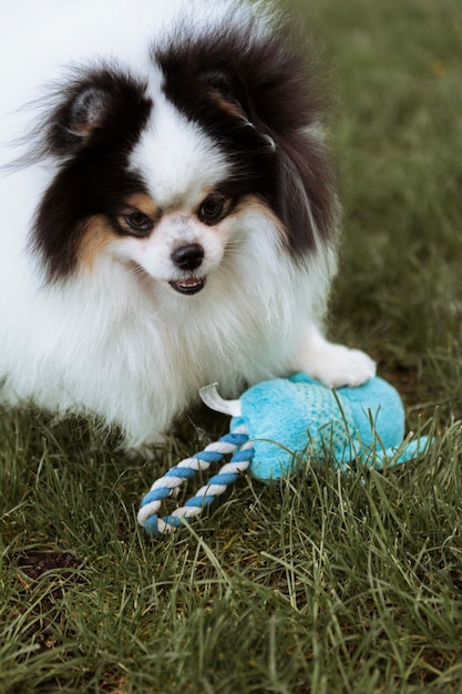 High view dog playing with toy