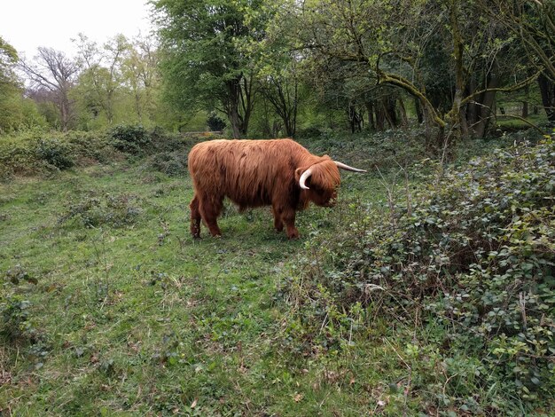 Highland Cow in Yorkshire