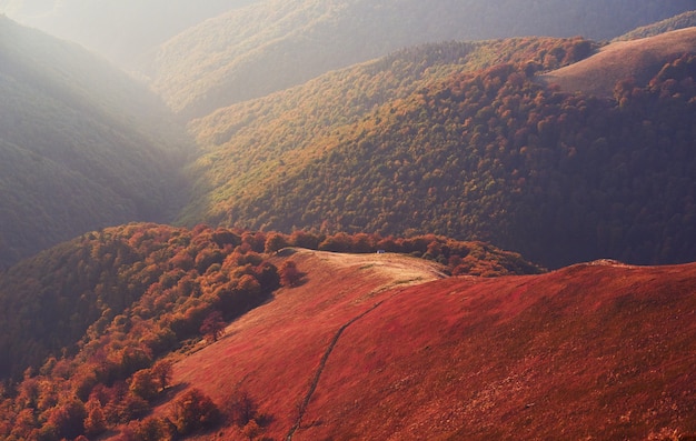 Free Photo highland vegetation modest summer and unusually beautiful colors blooms in autumn, before cold weather. blueberries bright red, coniferous forest green, orange buk- mountains sinie- fantastic charm.