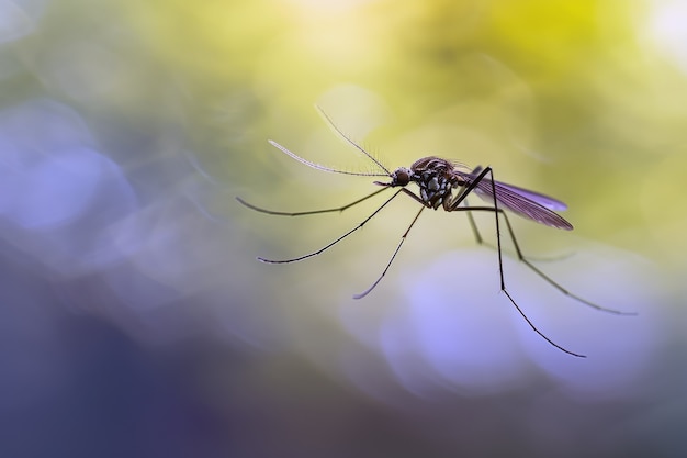 Free photo highly detailed mosquito