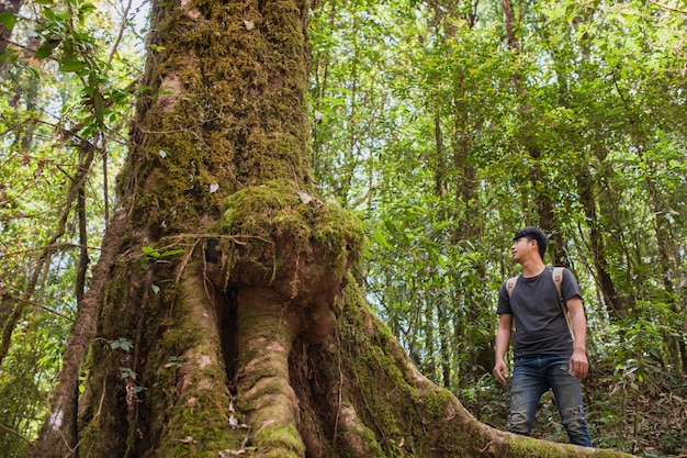 Free photo hiker looking at huge tree