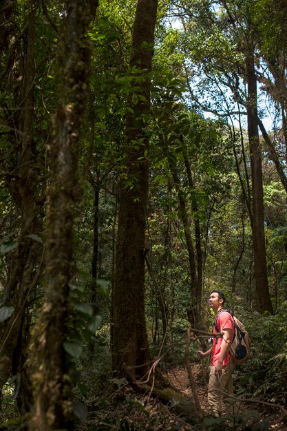 Hiker looking at tall tree