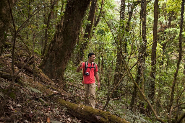 Hiker standing below huge tree