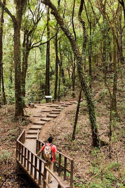 Free photo hiker on a wooden path in the forest