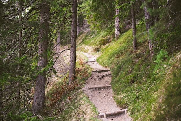 Free photo a hiking trail in the bavarian alps during spring