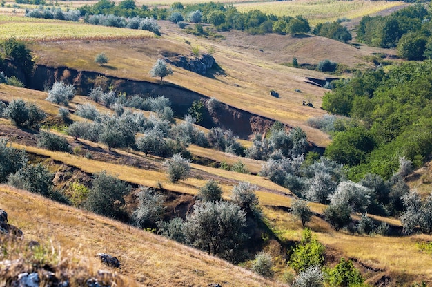 Free photo hill slope with rare trees and ravines, lush greenery in the gorge in moldova