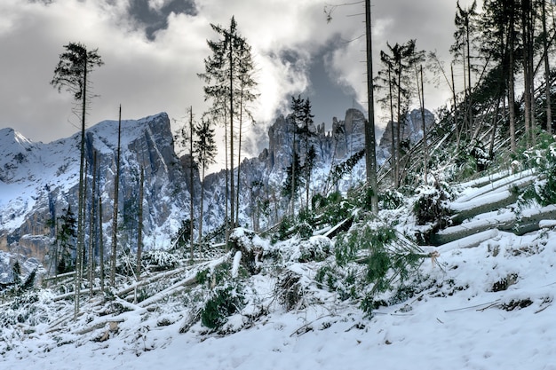 Free photo a hill with a lot of leafless trees surrounded by high snow-covered rocky mountains in the dolomites