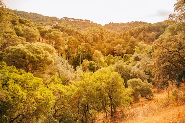 Free photo hilly autumn landscape