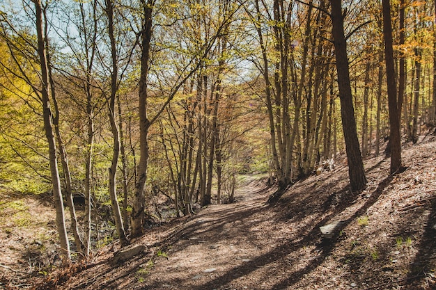 Free photo hilly path in forest