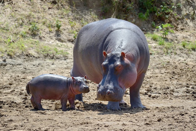 Free Photo hippo family in national park of kenya, africa