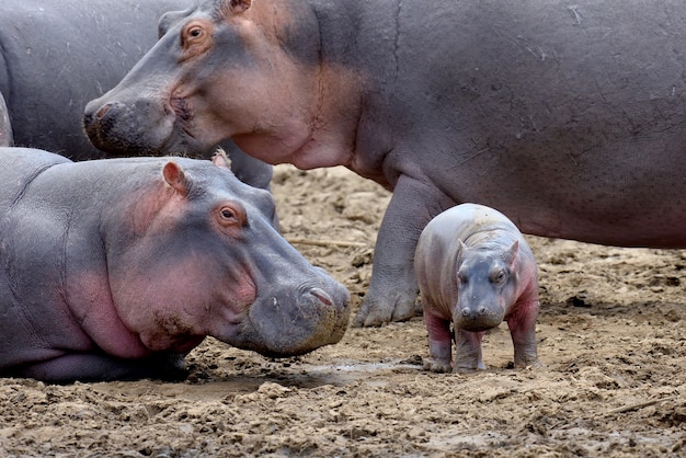 Hippo family outside the water