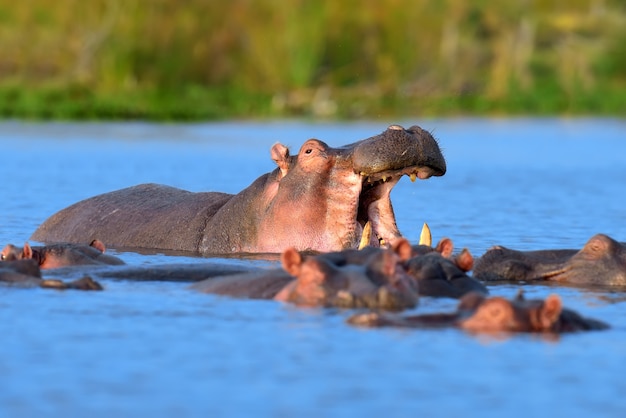 Free photo hippo family in the water