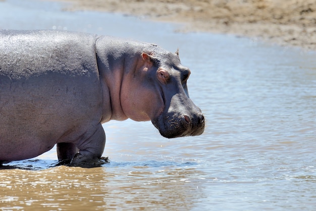 Free Photo hippo in the savannah