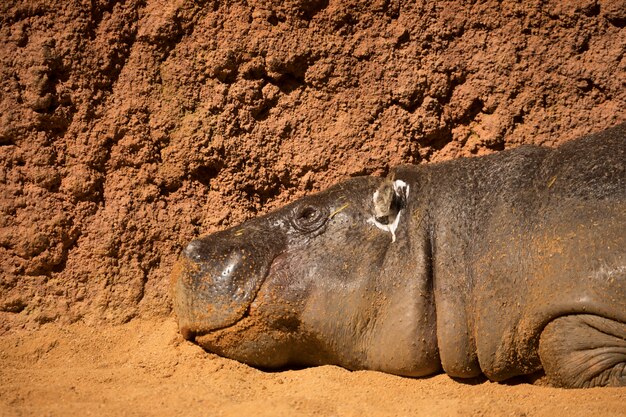 Hippopotamus