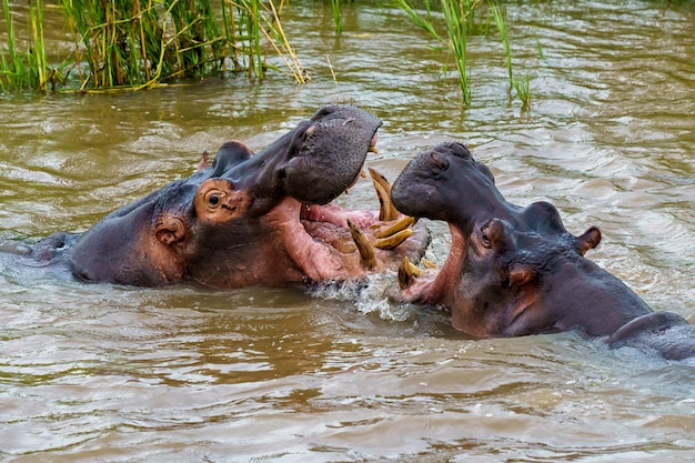 Free photo hippos playing each other in the water during daytime