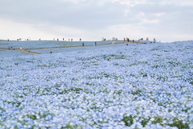 hitachi seaside park scene