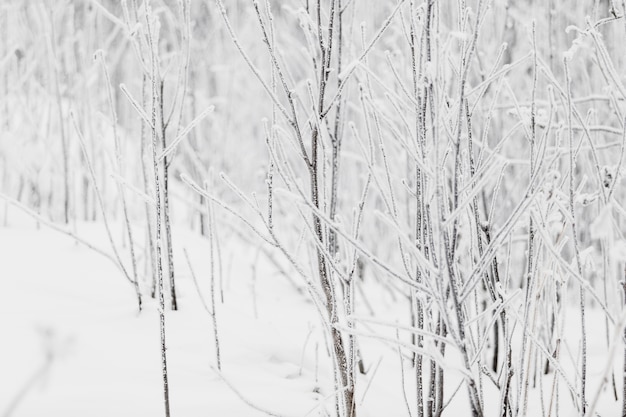 Free photo hoarfrosted branches in forest