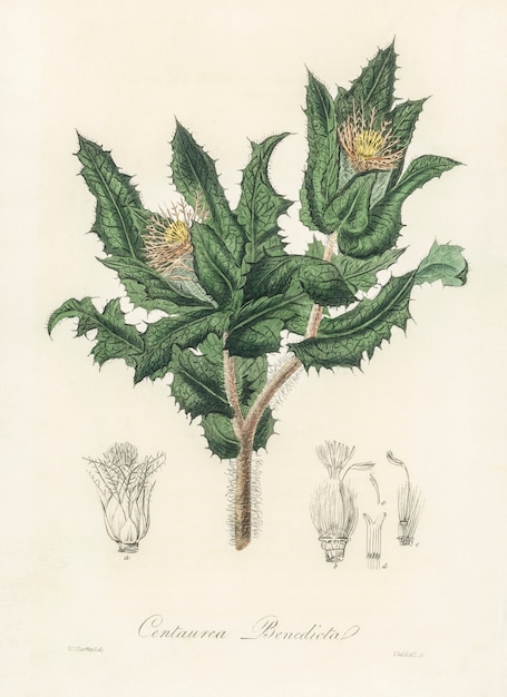 Holy thistle (Centaurea benedicta) illustration from Medical Botany (1836) 