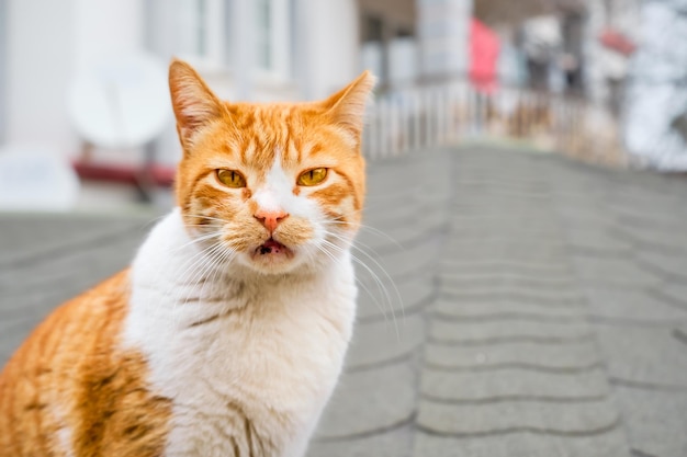 Free photo homeless ginger cat looks at the camera closeup of a cat with copy space for text caring for local animals taking care of the city's ecosystem protecting pets