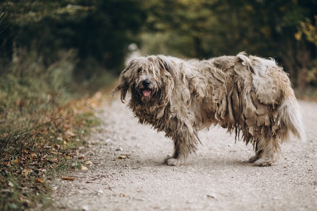 Homeless old dog walking in park