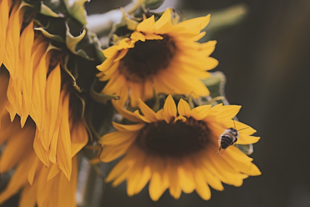 Honey Bee About to Perch on Yellow Sunflower